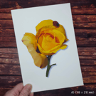 Watercolour "Chinatown" Rose Poster