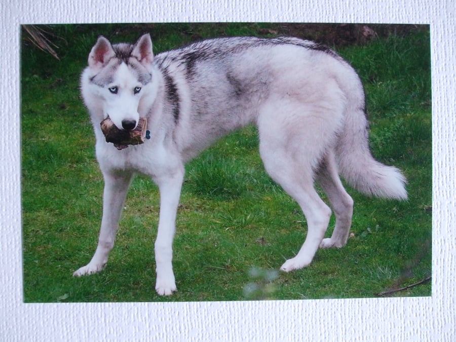 Photographic greetings card of a Siberian Husky 