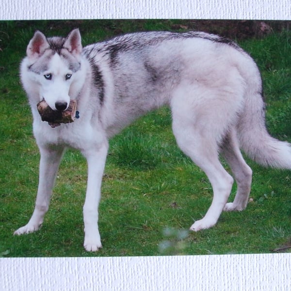 Photographic greetings card of a Siberian Husky 