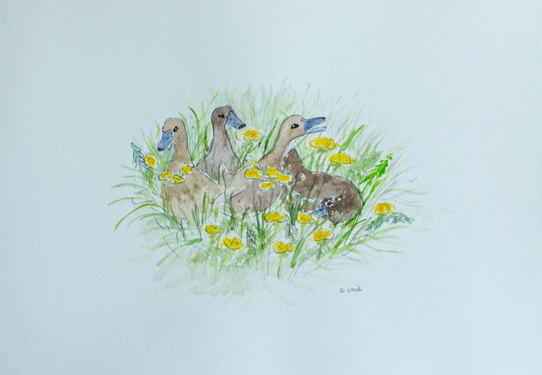 'Ducks and Dandelions' A4 original watercolour
