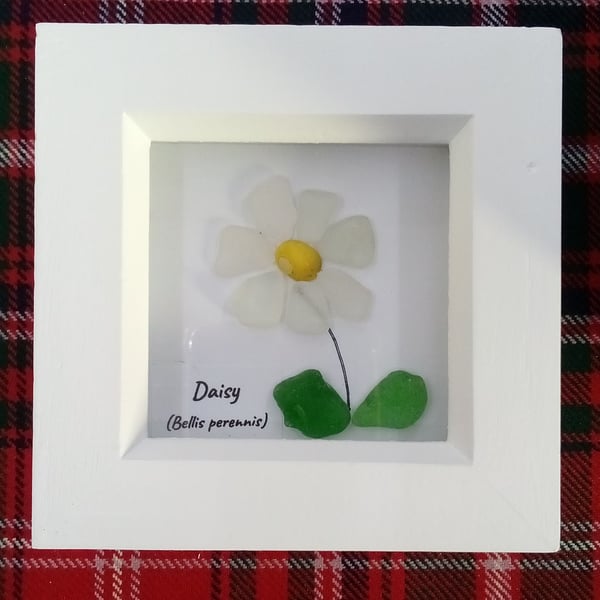 Scottish Seaglass wildflower Daisy framed picture