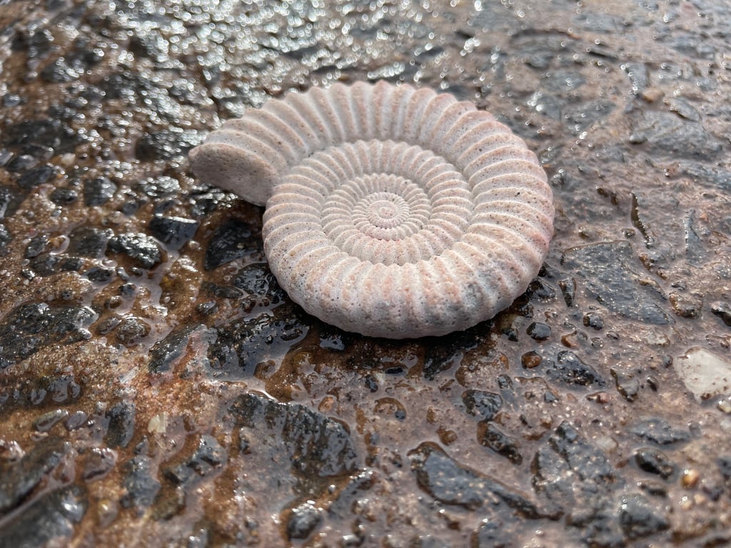2.5-  Ammonite Fossil fridge magnet in cement