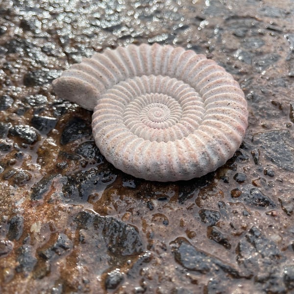 2.5-  Ammonite Fossil fridge magnet in cement