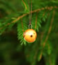 Robin - Decorations  - Image 3