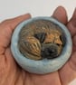 Border Terrier Yorkshire Pudding - 2 - Image 3