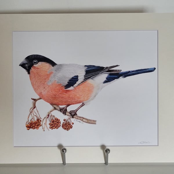 Picture, wall hanging, fine art print. Male bullfinch fine art print (mounted)