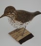 Song thrush - Image 2