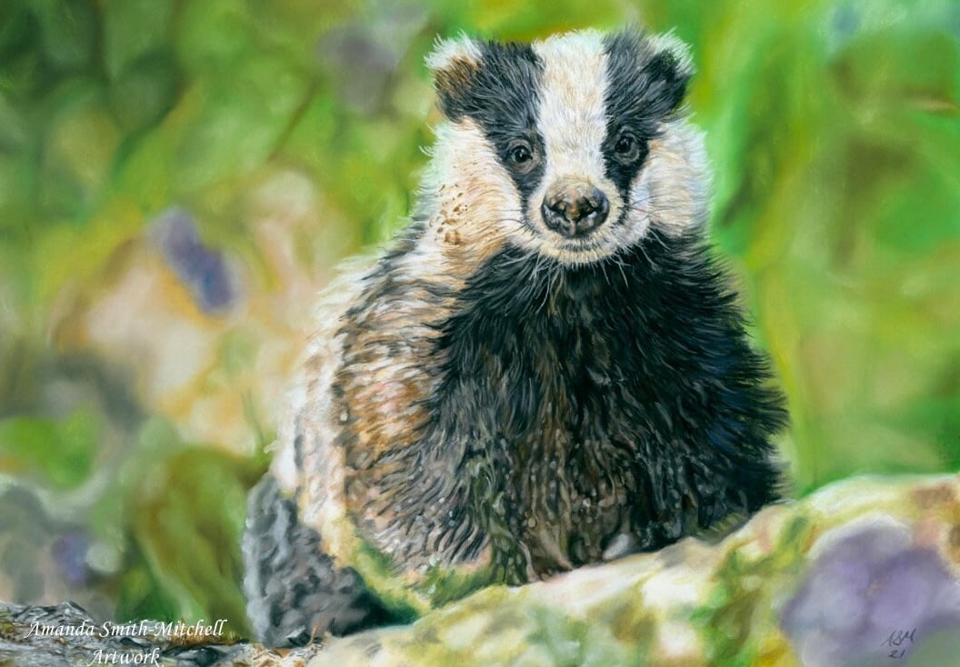 Blissful Badger, an original pastel pencil artwork