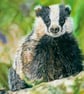 Blissful Badger, an original pastel pencil artwork