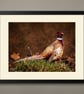 Peacock - Image 1