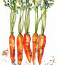 Carrots print - Image 1