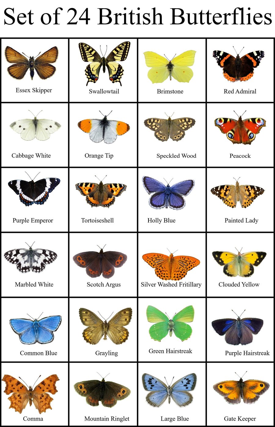 24 British butterflies, set of 24 British butterflies collection. Faux natural b