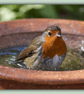 Robin In Bird Bath Blank Greeting Card A5 - Image 1