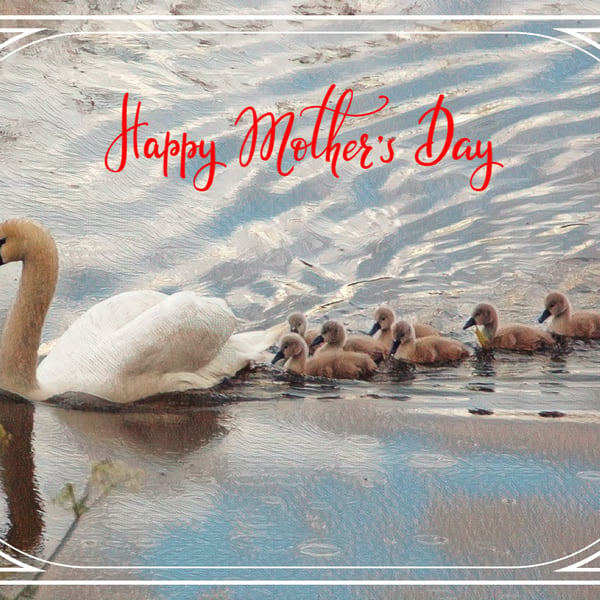 Happy Mother's Day Swan and Cygnets Card A5