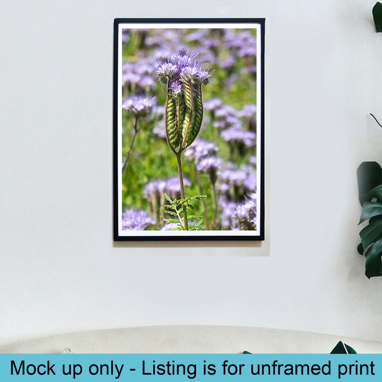 Phacelia flower print