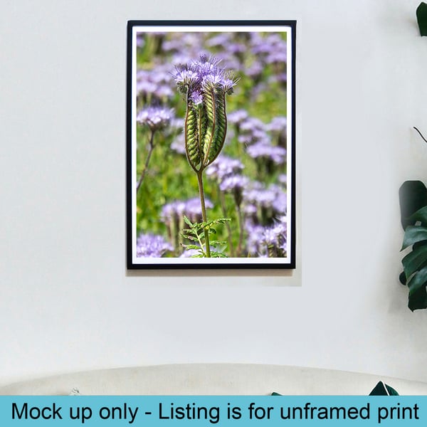 Phacelia flower print