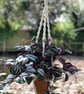 Macrame Plant Holder - 'Sasha' - Image 4