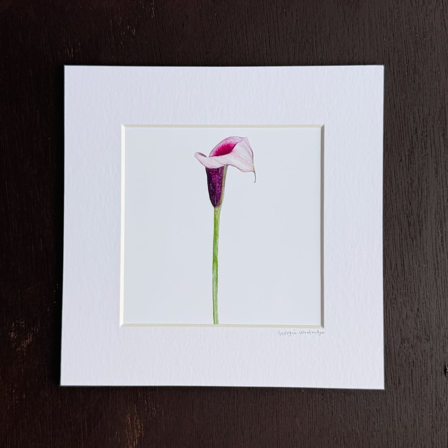 'Calla Lily' 8" x 8" Mounted Print