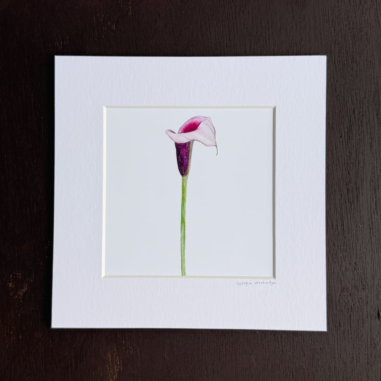 'Calla Lily' 8" x 8" Mounted Print