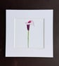 'Calla Lily' 8" x 8" Mounted Print