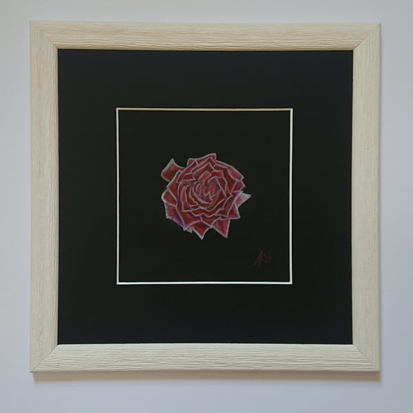 Rose on Black, original small red rose pencil drawing in a white frame
