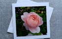 Love and Valentines Cards