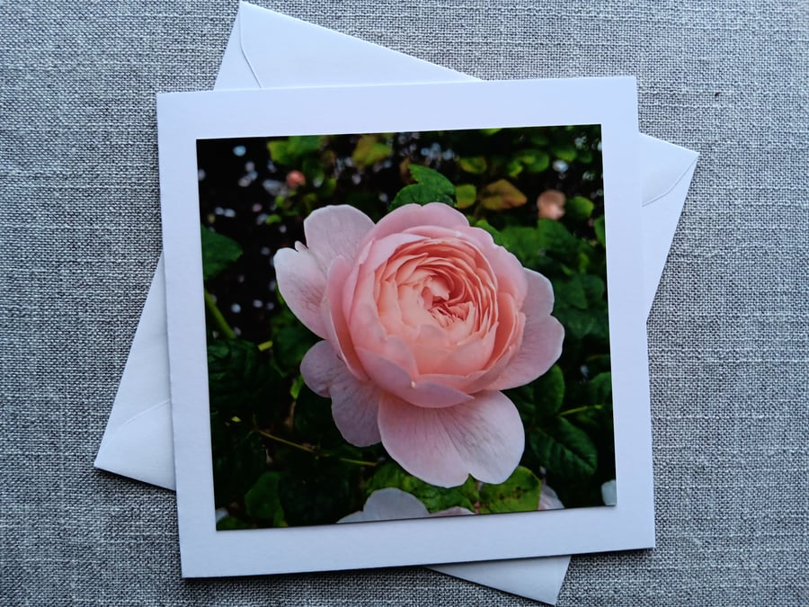 Pink Rose Photographic Card Size 6" x 6" (15cm x15cm) BLANK
