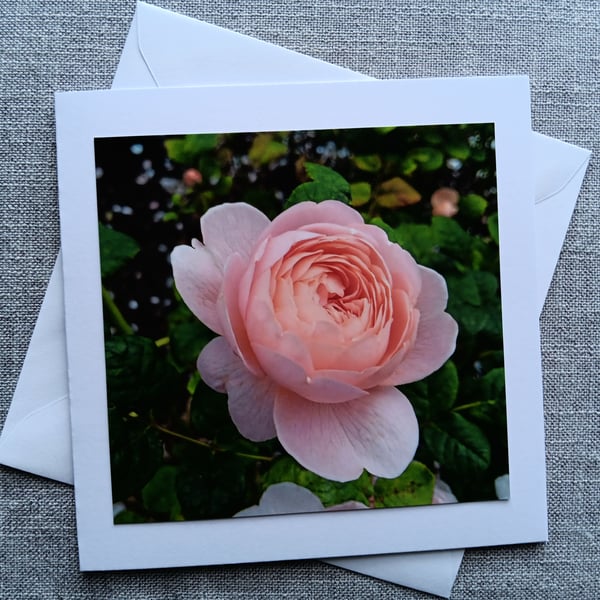 Pink Rose Photographic Card Size 6" x 6" (15cm x15cm) BLANK