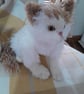 Persian Kitten, dotpebblesknits design, Knitted Cat  - Image 3