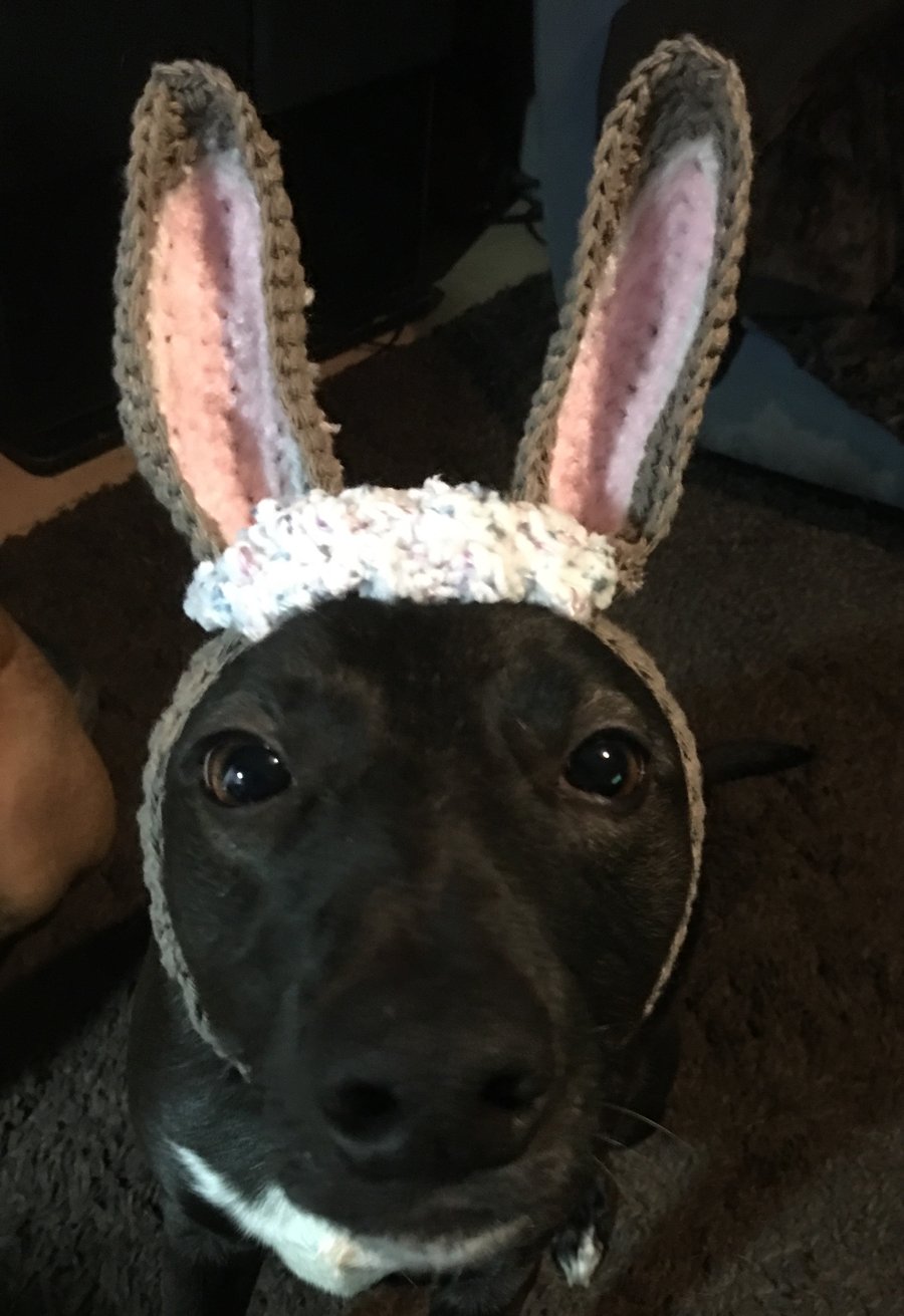 Easter Bunnie snood for dogs
