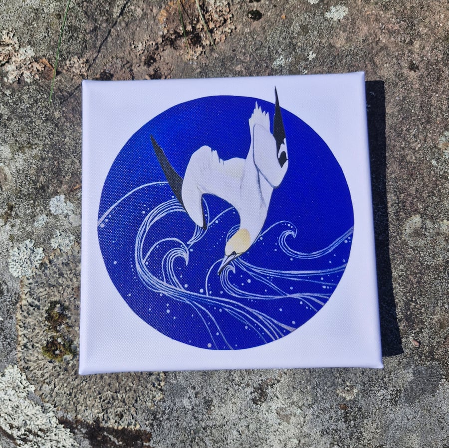 Diving Gannet Canvas Print 