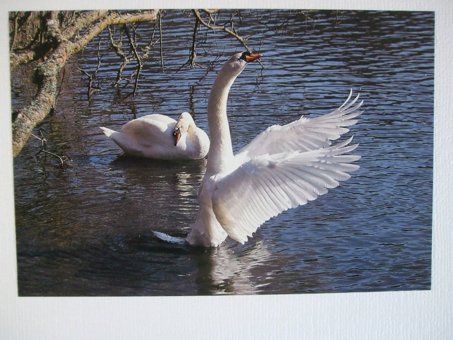 Photographic greetings card of a Swan, with wings spread.