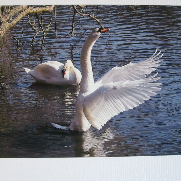 Photographic greetings card of a Swan, with wings spread.