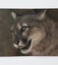 Cougar Oil Painting - Original Wildlife Art on Canvas (6x8) - Big Cat Artwork 