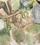 Clematis- Original Watercolour - Image 4