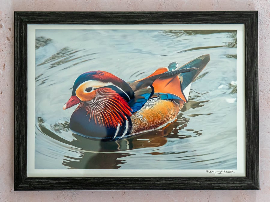 Mandarin Duck