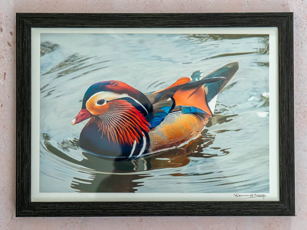 Mandarin Duck