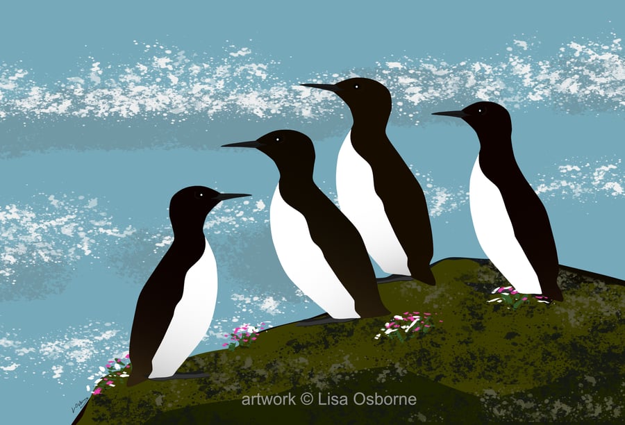 Guillemots - bird art print - coastal birds