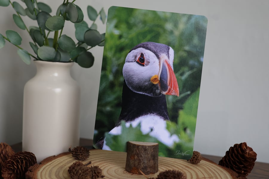 Puffin - Bird Postcard