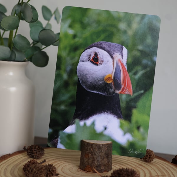 Puffin - Bird Postcard