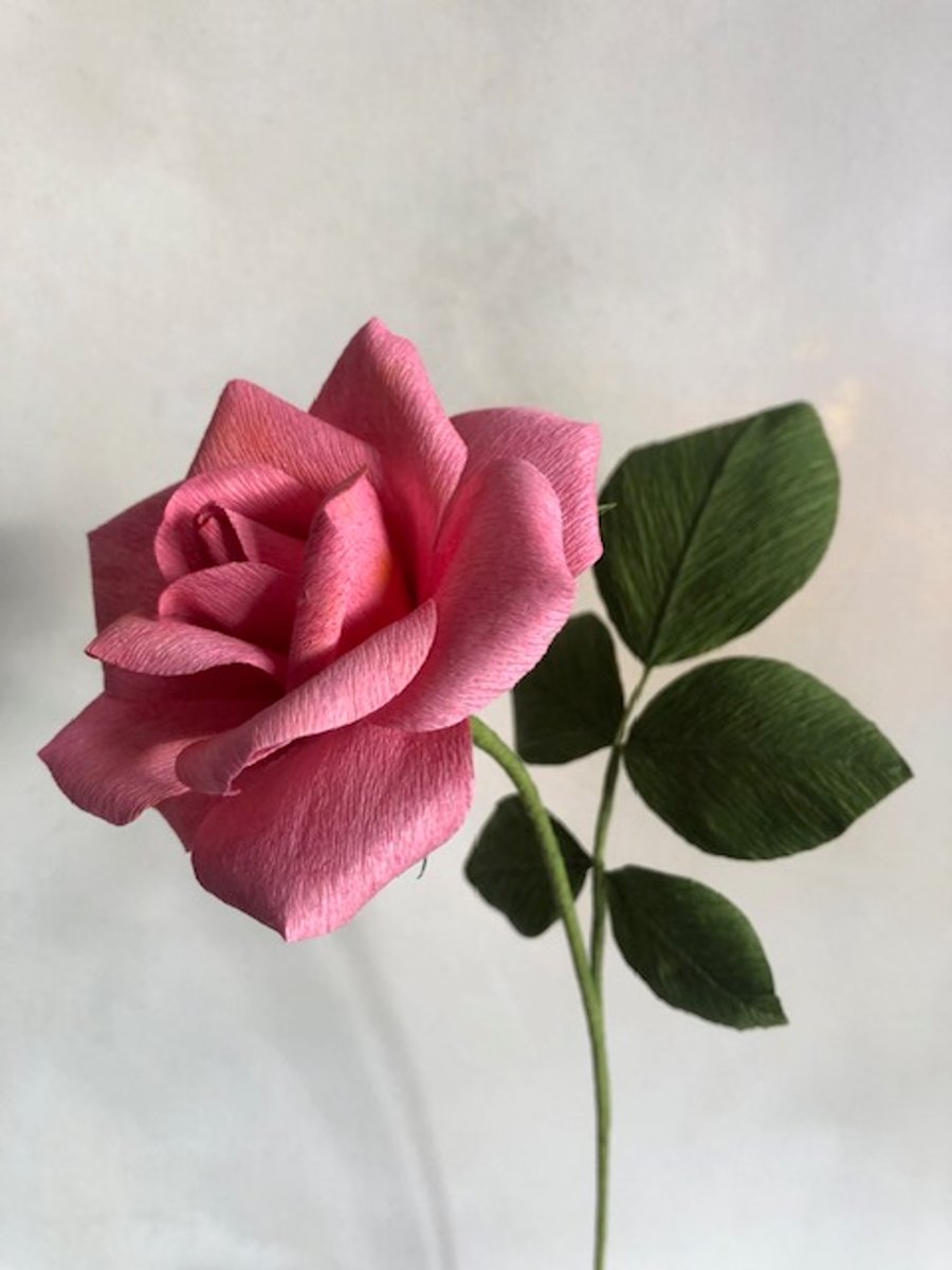 Paper pink hybrid tea rose