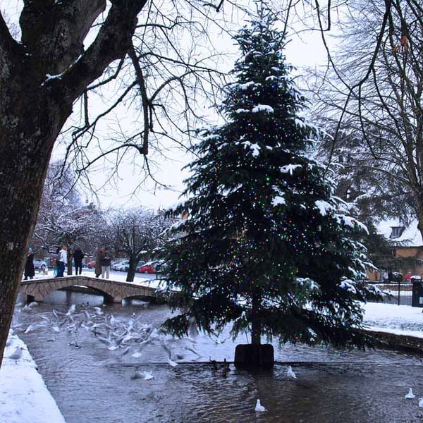 Bourton On The Water Christmas Tree Photograph Print