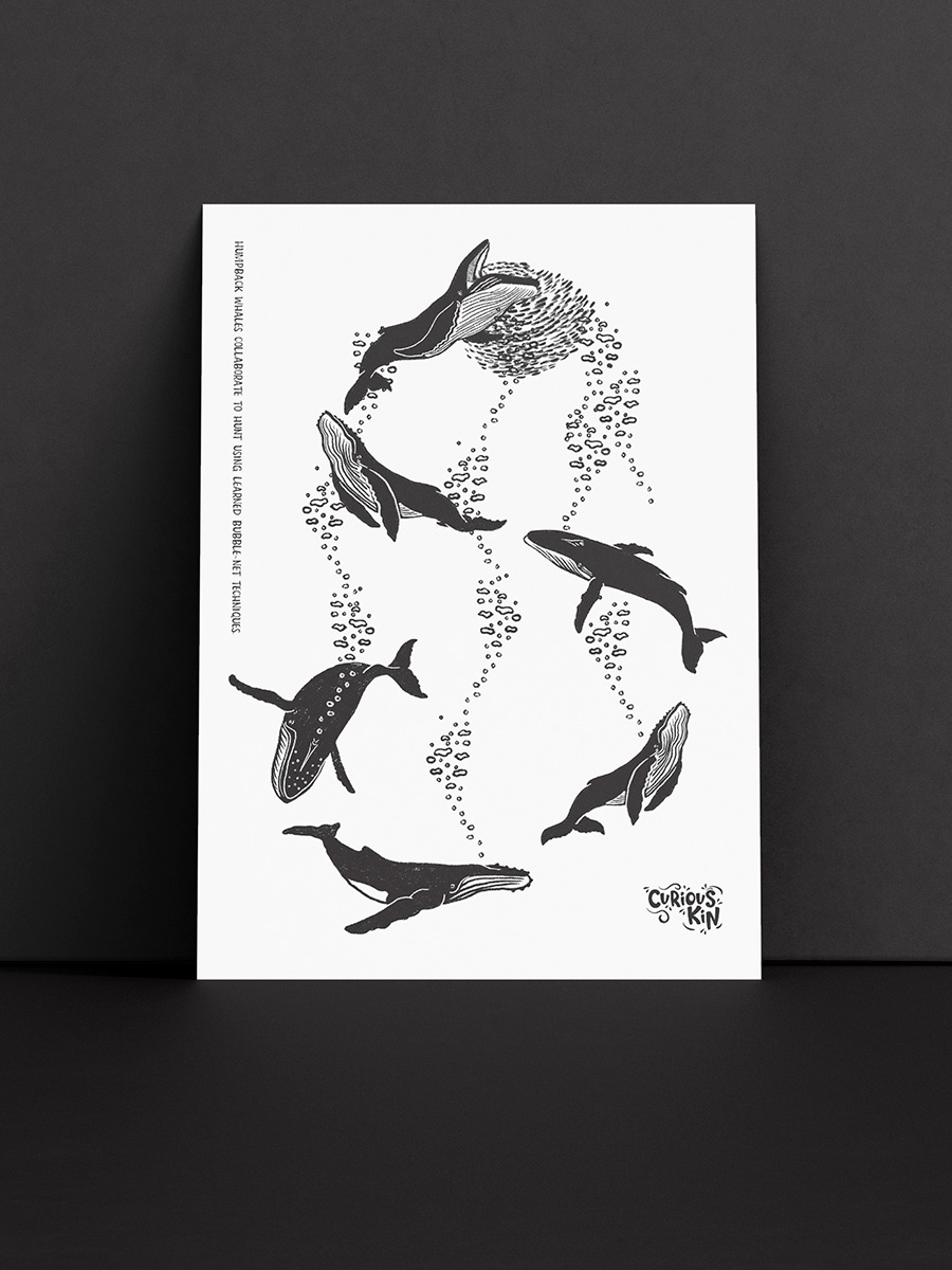 Whales bubble net feeding, A5 print with envelope