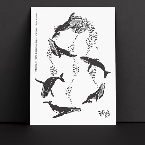 Whales bubble net feeding, A5 print with envelope
