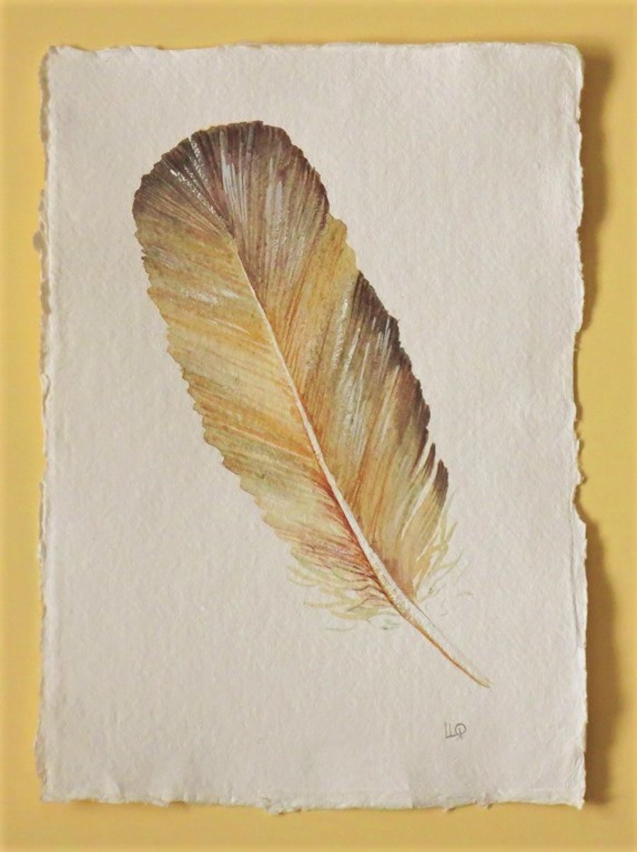 Original watercolour painting of a feather natural history illustration series