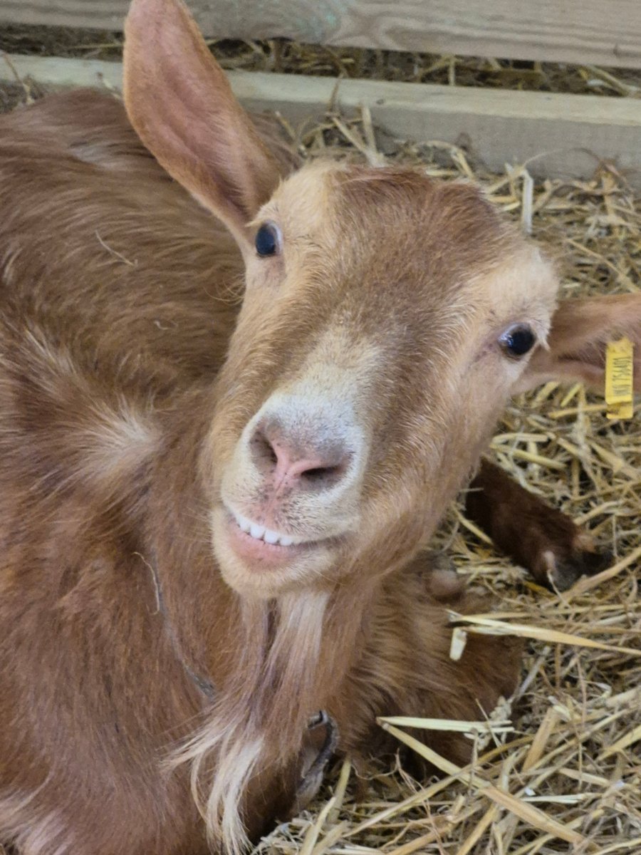 Happy Goats Soaps