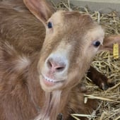 Happy Goats Soaps