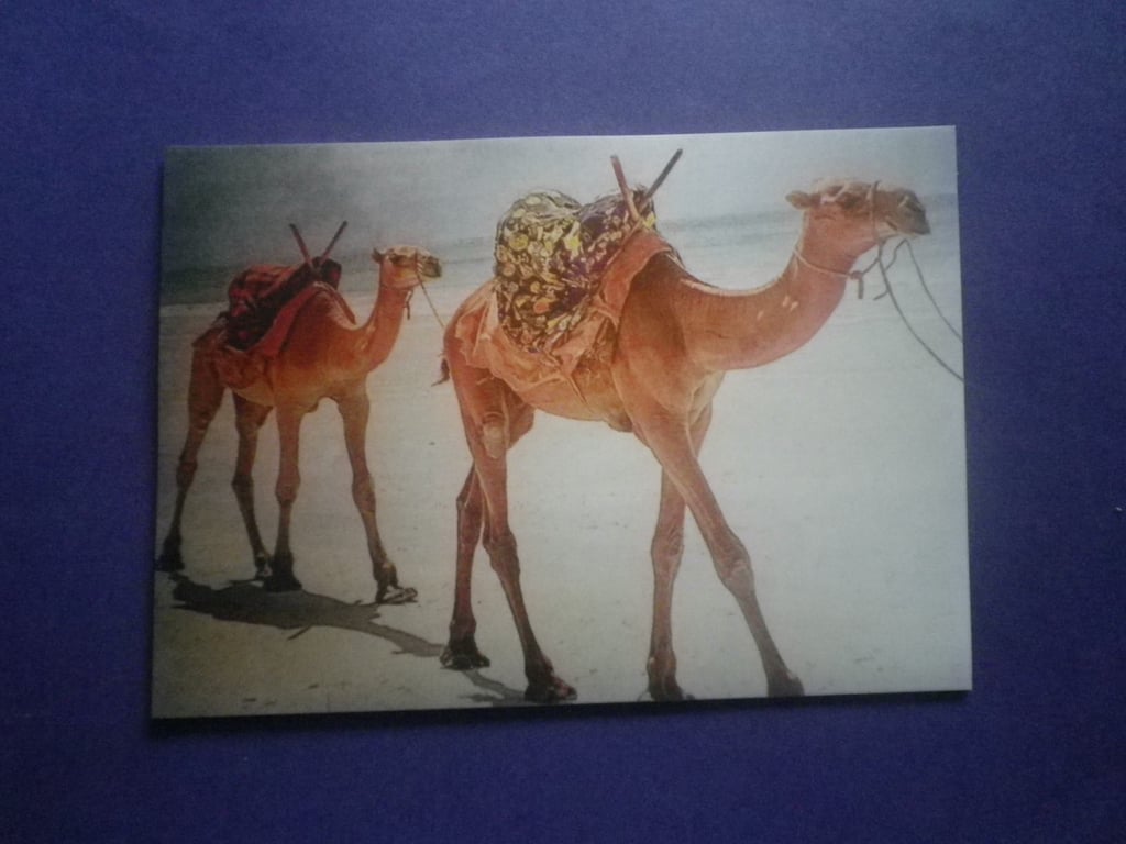 Ships of the Desert, essence of elegance and dignity....ref 4593