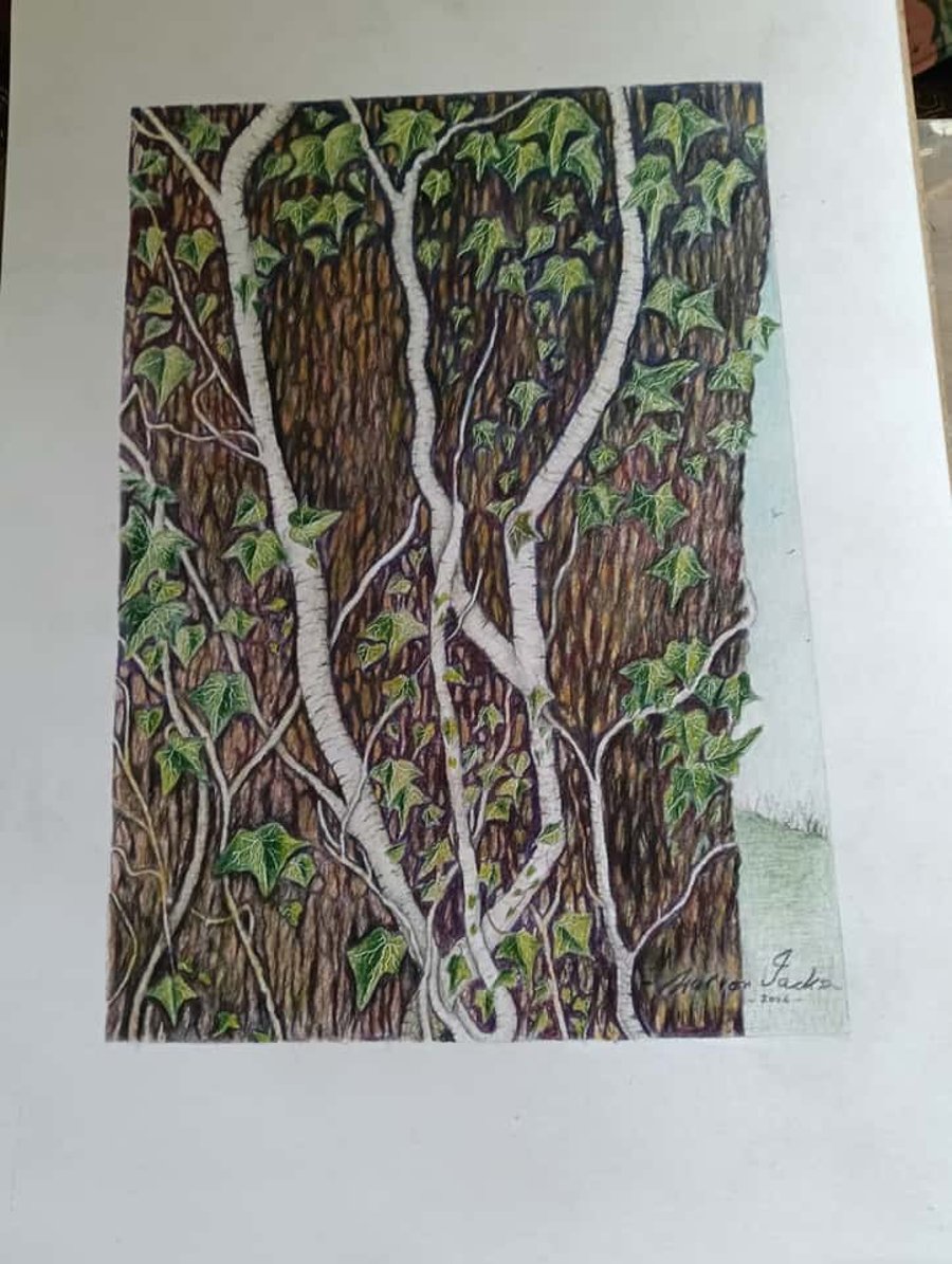 TWISTED IVY STEMS - Colour pencil drawing