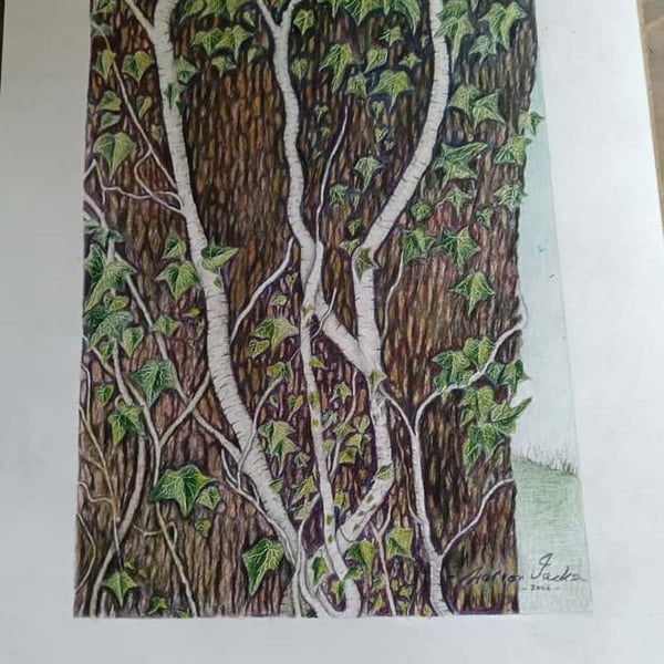 TWISTED IVY STEMS - Colour pencil drawing